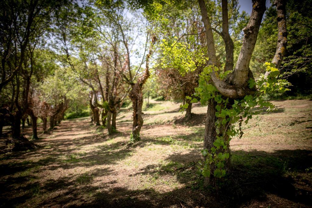 Borgo Al Teto La Vite Appartement Castiglion Fiorentino Buitenkant foto